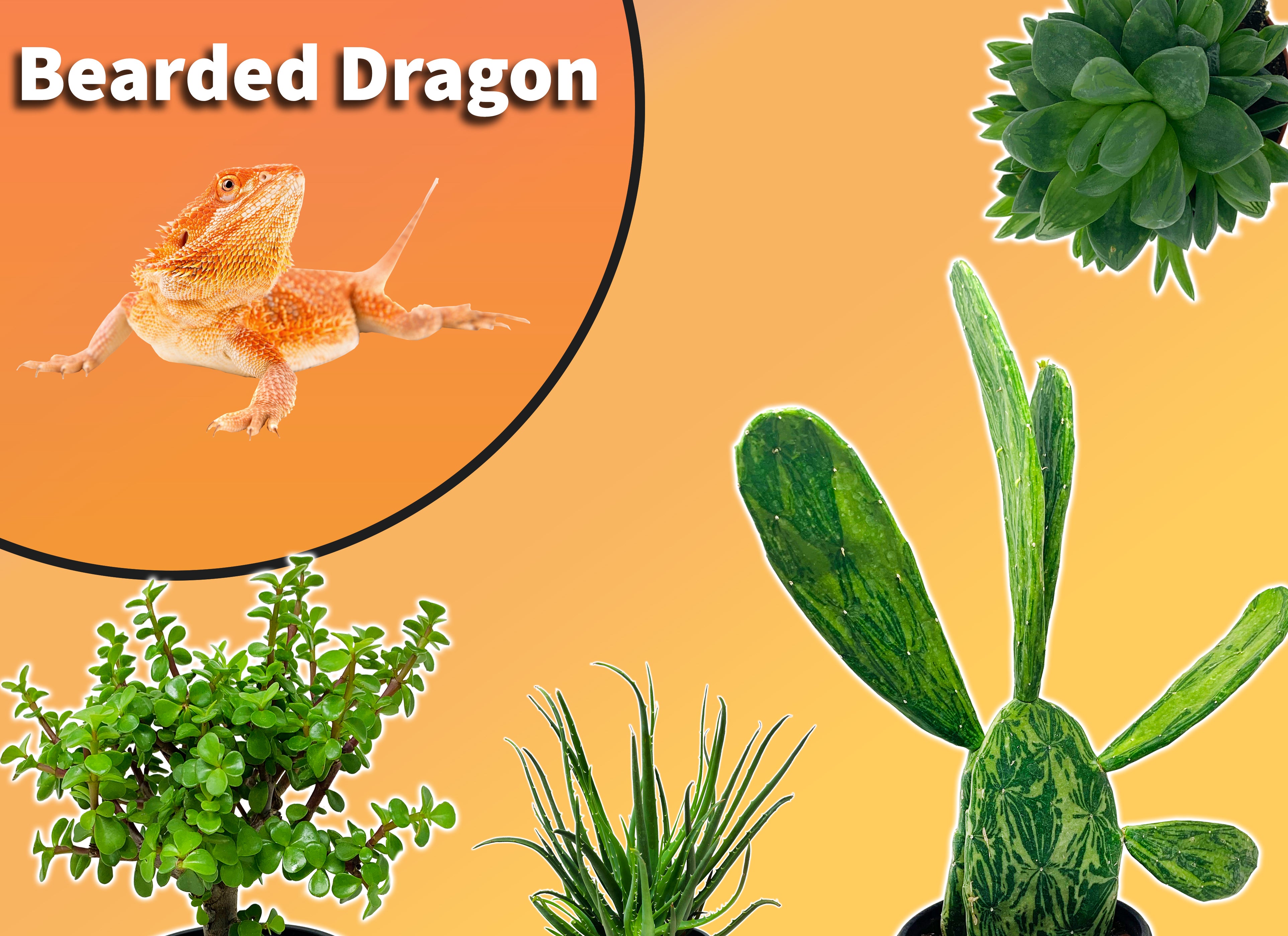 plants for lizard terrariums Bearded Dragon Starter Plant Pack – The Bio Dude