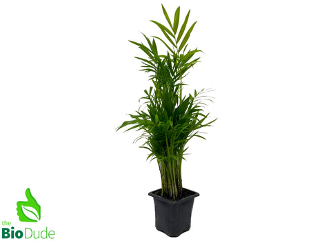 3" Pot Neanthe Bella Palm