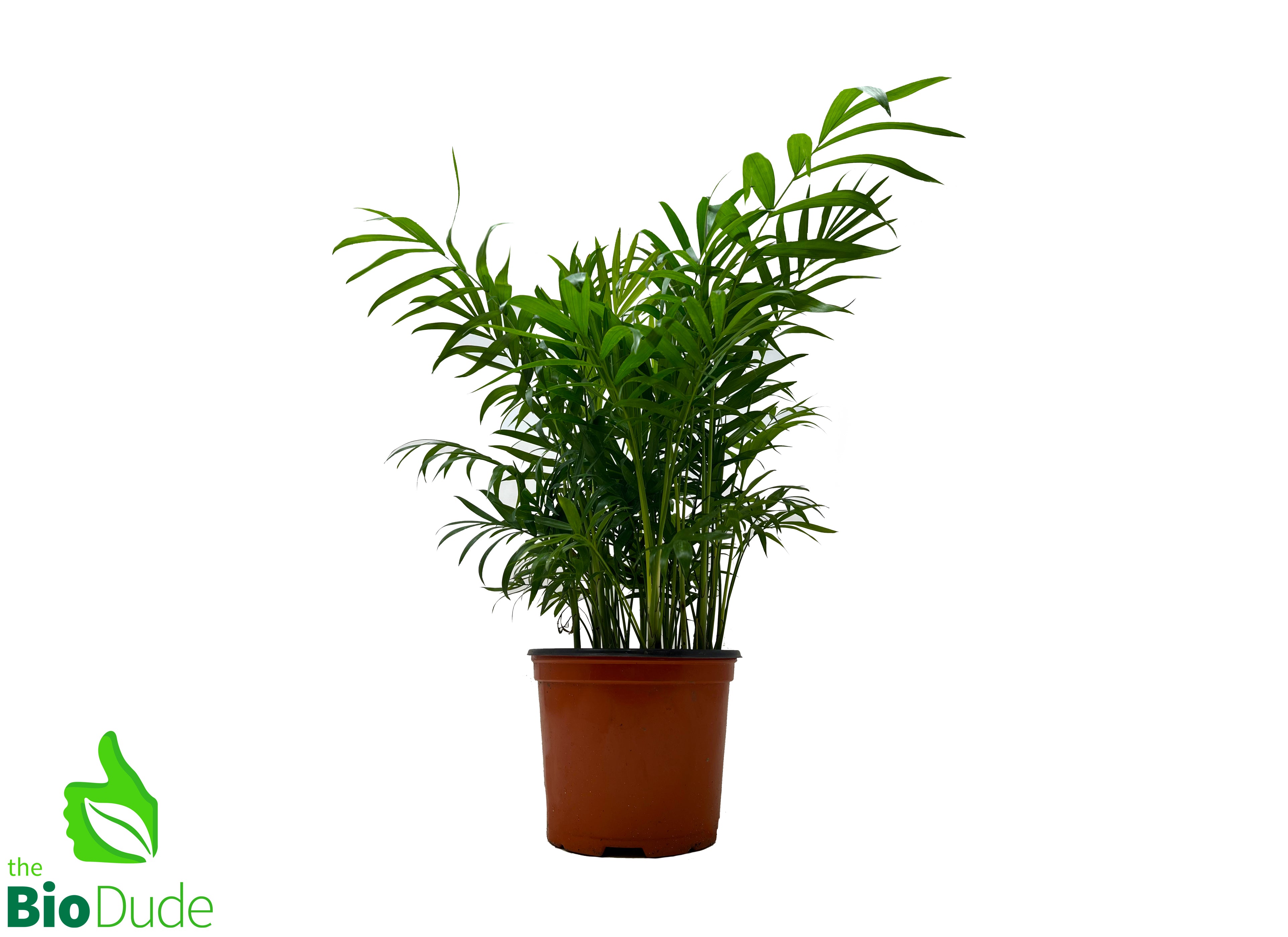 palm neanthe bella plant Parlor Palm Neanthe Bella Palm