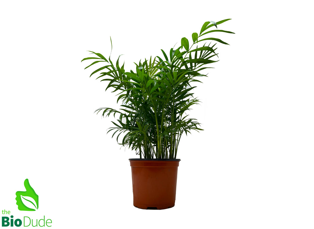 6" Pot Neanthe Bella Palm