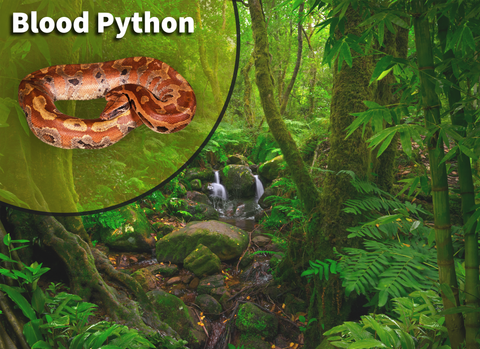 Blood Python (Python brongersmai) Bioactive Vivarium Kit