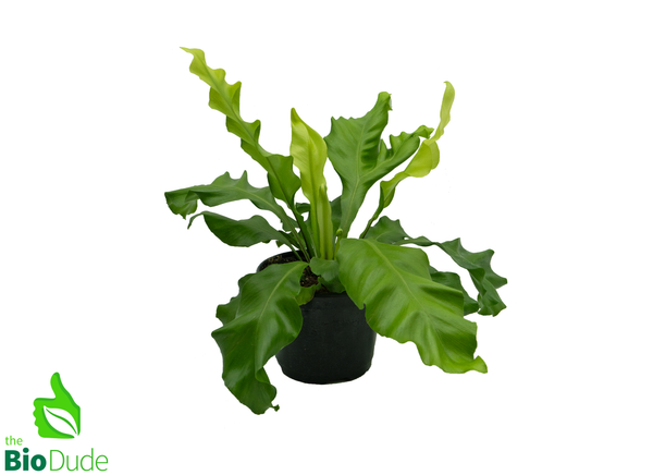6" Pot Bird's Nest Fern Nidus