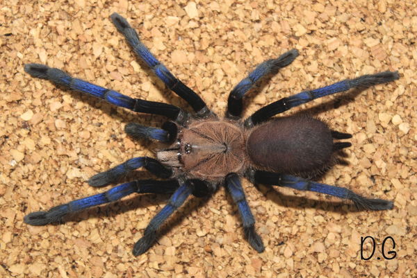 Birupes simoroxigorum - Borneo Neon Blue Leg Tarantula for Sale | Live Arrival Guarantee | TDE
