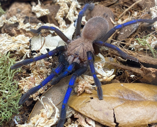 Birupes simoroxigorum - Borneo Neon Blue Leg Tarantula for Sale | Live Arrival Guarantee | TDE