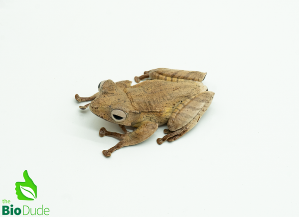 Borneo Eared Frog