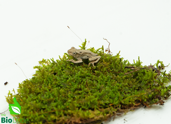 Borneo Eared Frog