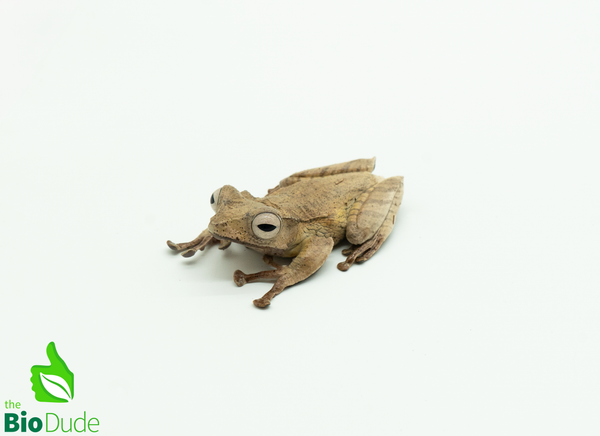 Borneo Eared Frog
