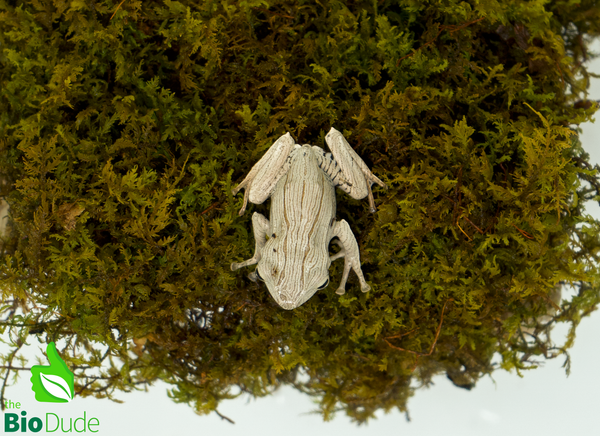 Borneo Eared Frog