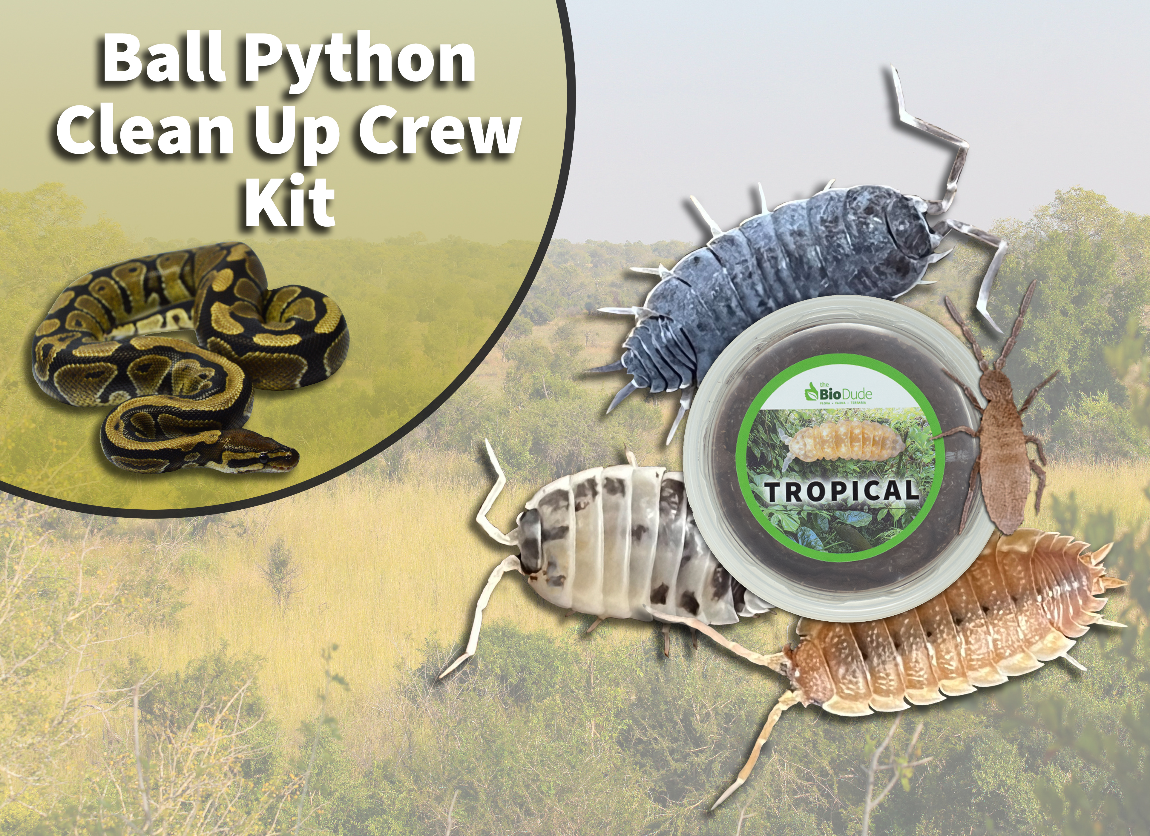 Ball Python Clean Up Crew Springtails and Isopods Shop the Bio