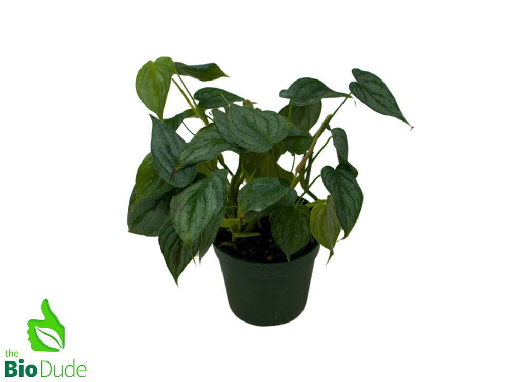 4" Pot Philodendron Brandi