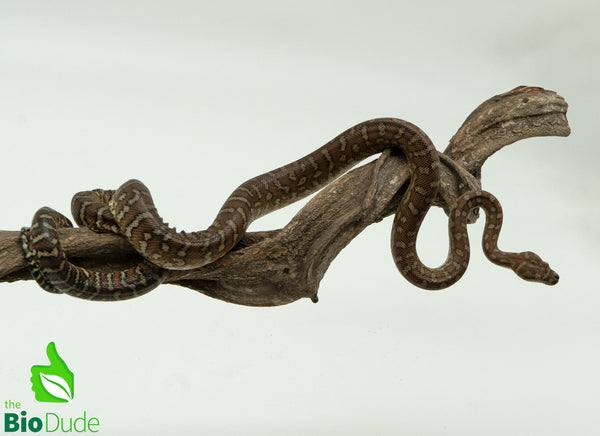 Captive-bred juvenile Morelia bredli python – The Bio Dude