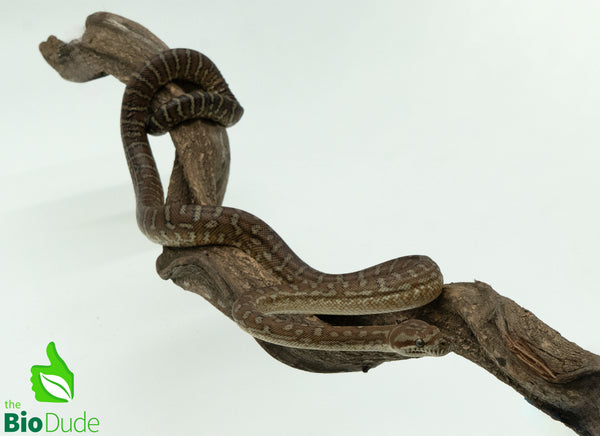Morelia Bredli Python - Jack