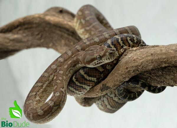 Captive-bred juvenile Morelia bredli python – The Bio Dude