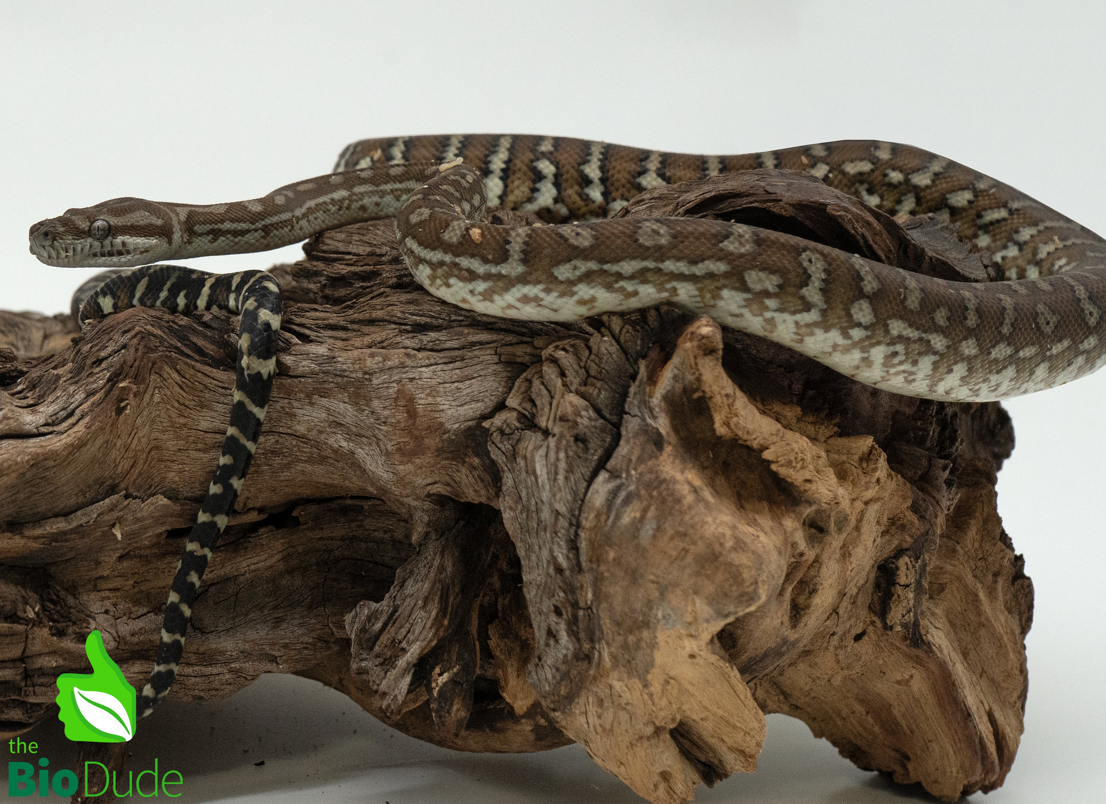 Bredli Python Size Captive-bred juvenile Morelia bredli python. – The Bio Dude
