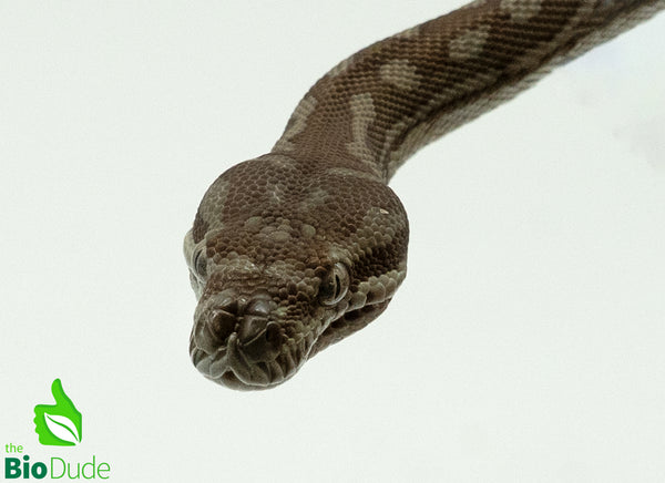 Morelia Bredli Python - Pom Pom