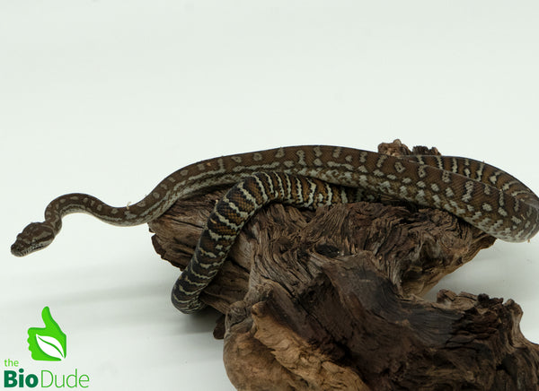 Morelia Bredli Python - Pom Pom