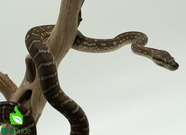 Bredli Python Size Captive-bred Morelia bredli python – The Bio Dude