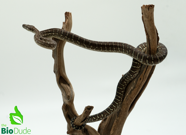 Bredli Python Size Captive-bred Morelia bredli python – The Bio Dude