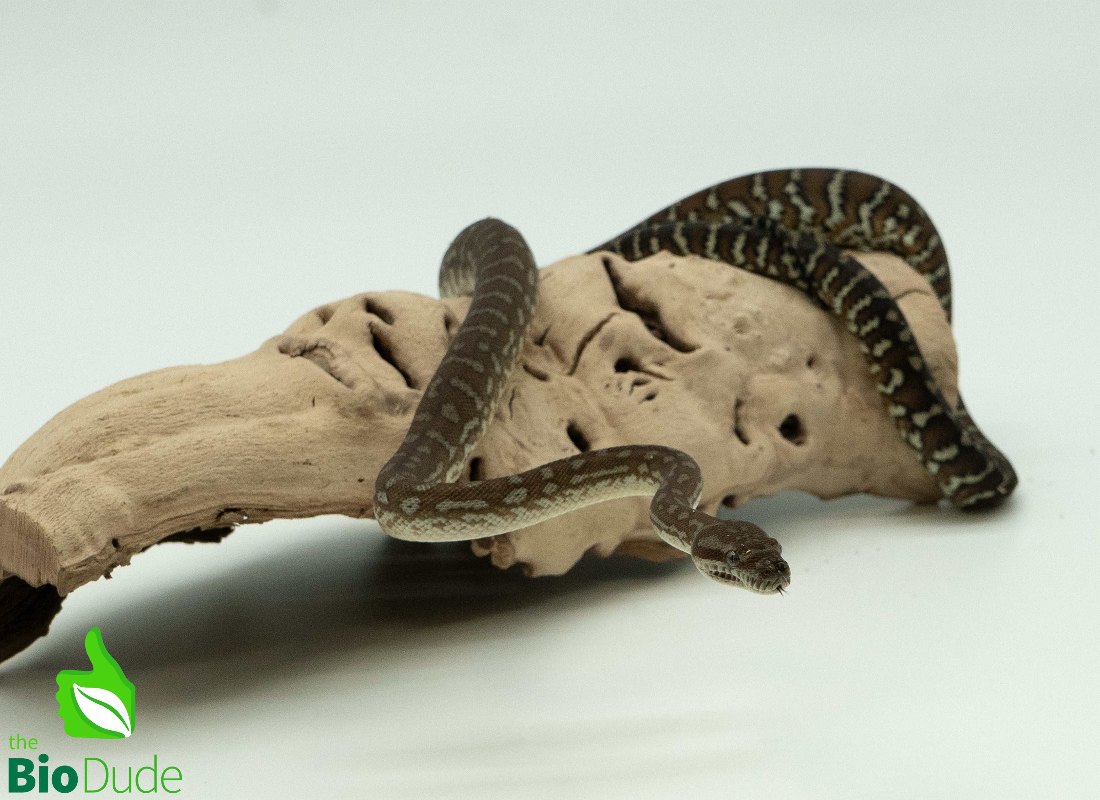 Bredli Python Size Captive-bred juvenile Morelia bredli python – The Bio Dude