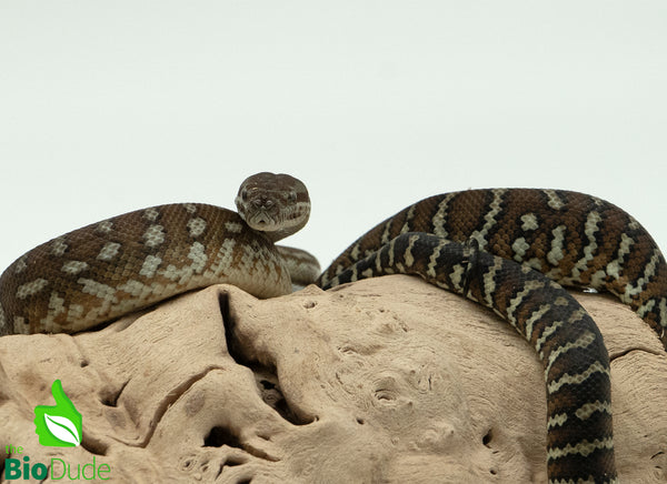 Morelia Bredli Python - Lila