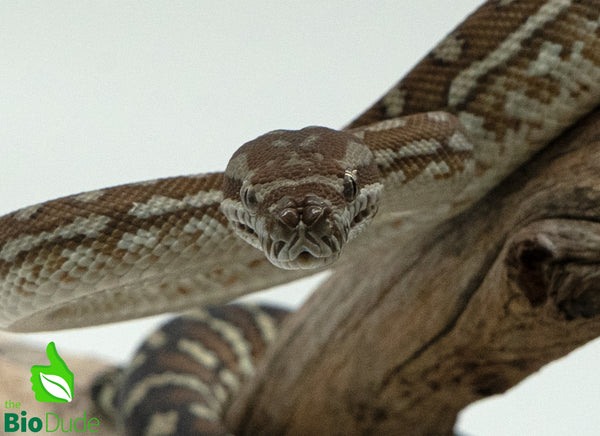 Bredli Python Size Captive-bred juvenile Morelia bredli – The Bio Dude