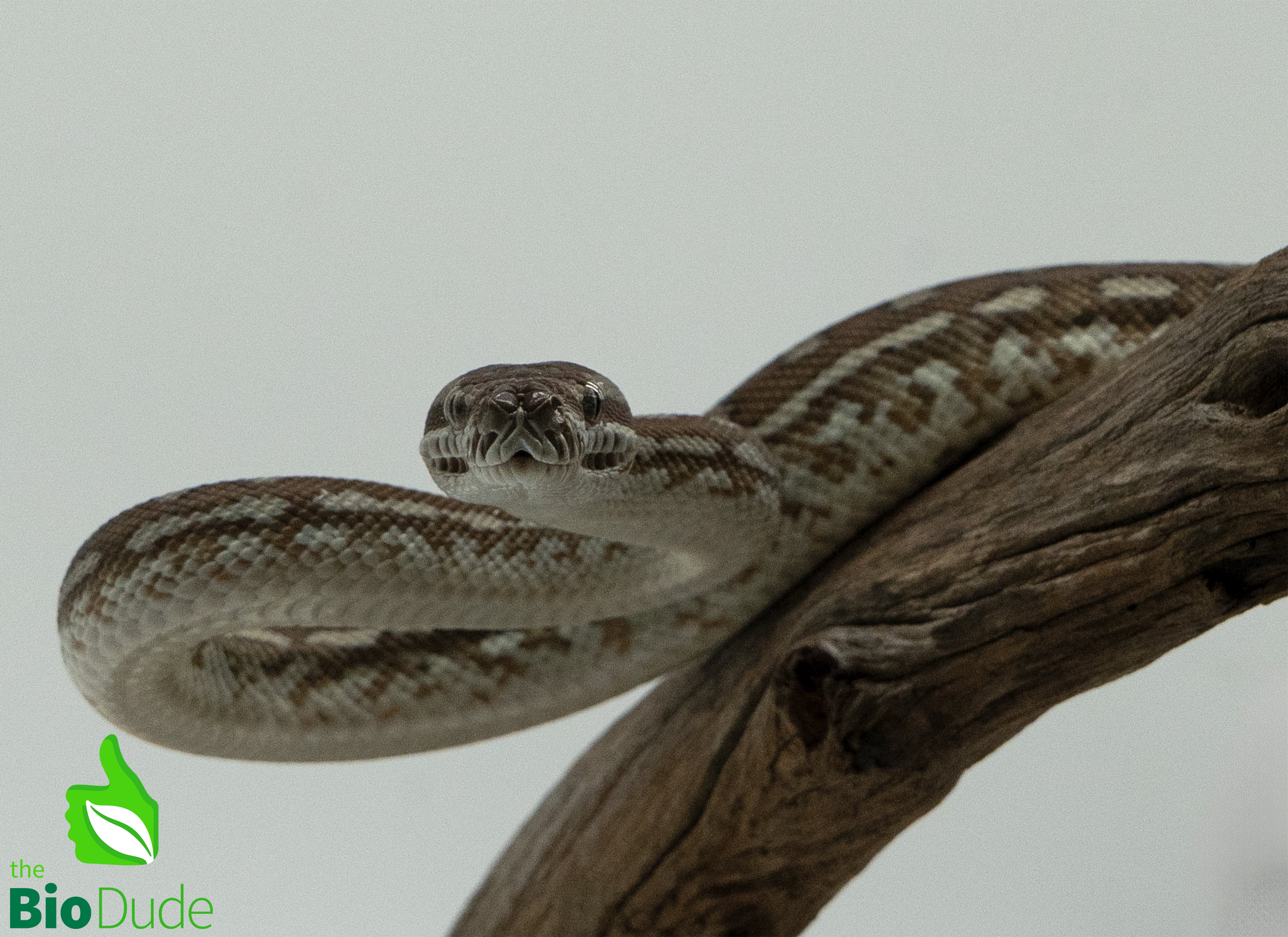 Bredli Python Size Captive-bred juvenile Morelia bredli – The Bio Dude