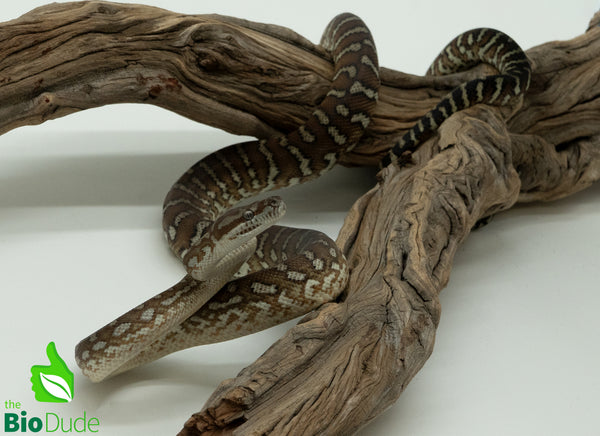 Morelia Bredli Python - Coco