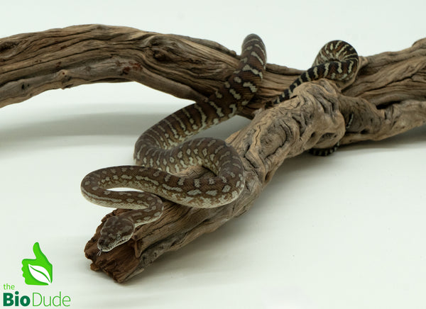 Morelia Bredli Python - Coco