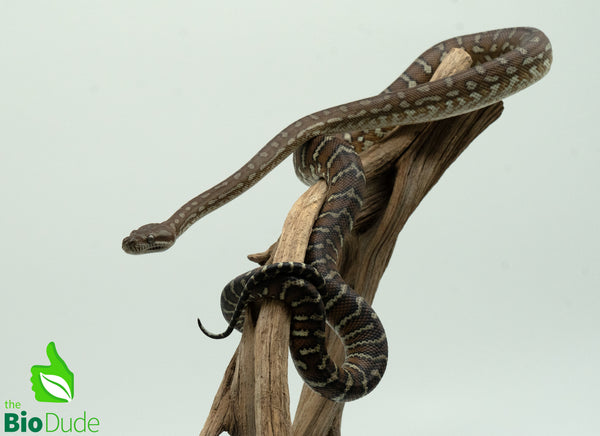 Morelia Bredli Python - Rusty