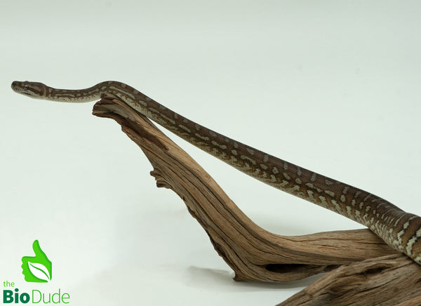 Morelia Bredli Python - Rusty