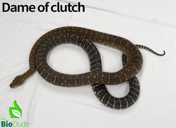 Morelia Bredli Python - Marshmallow