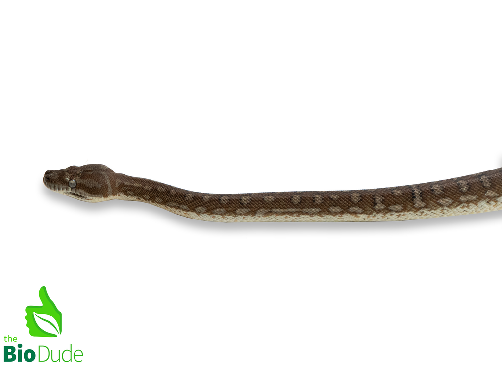 Morelia Bredli Python (Captive Bred) | Centralian Carpet Python, Indy