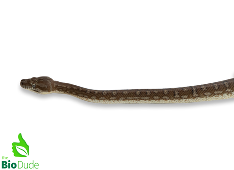 Morelia Bredli Python (Captive Bred) | Centralian Carpet Python, Indy