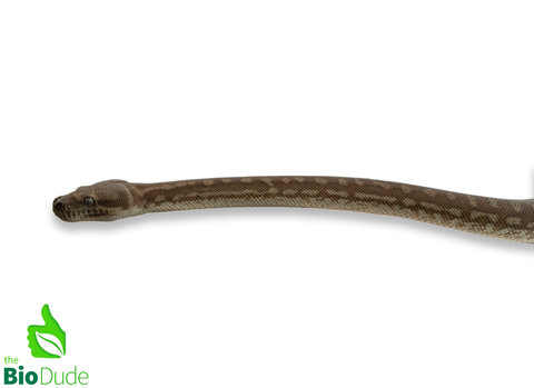 Morelia Bredli Python (Captive Bred) | Centralian Carpet Python, Marshmallow