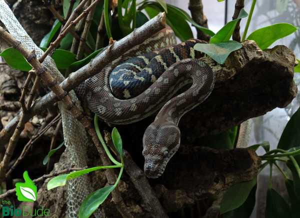 Morelia Bredli Python - Missy