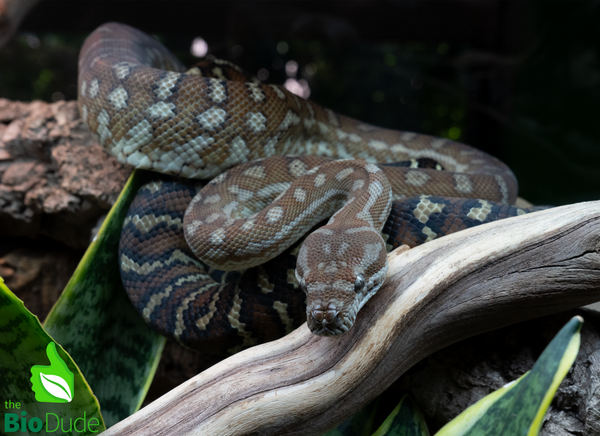Morelia Bredli Python - Pom Pom