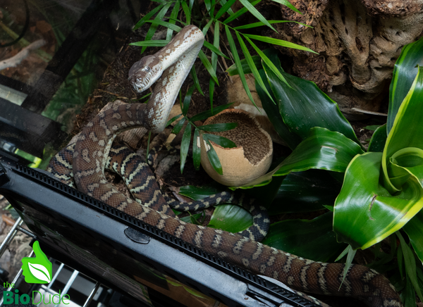 Morelia Bredli Python - Indy