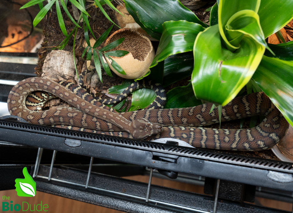 Morelia Bredli Python - Indy
