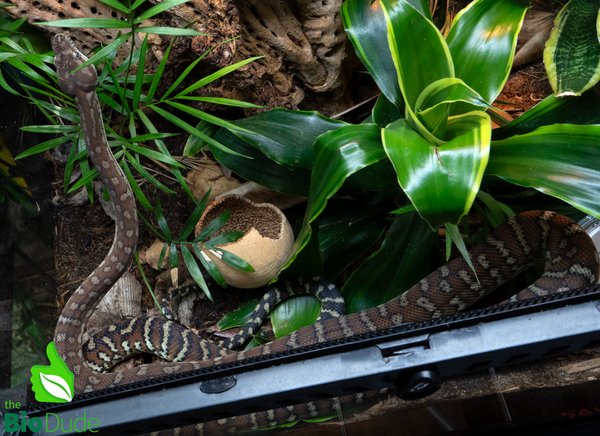 Morelia Bredli Python - Indy