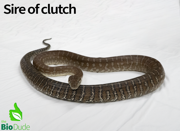 Morelia Bredli Python - Marshmallow