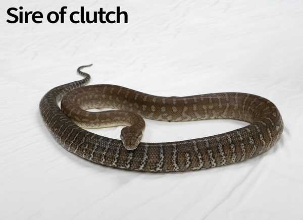 Morelia Bredli Python (Captive Bred) | Centralian Carpet Python, Peanut