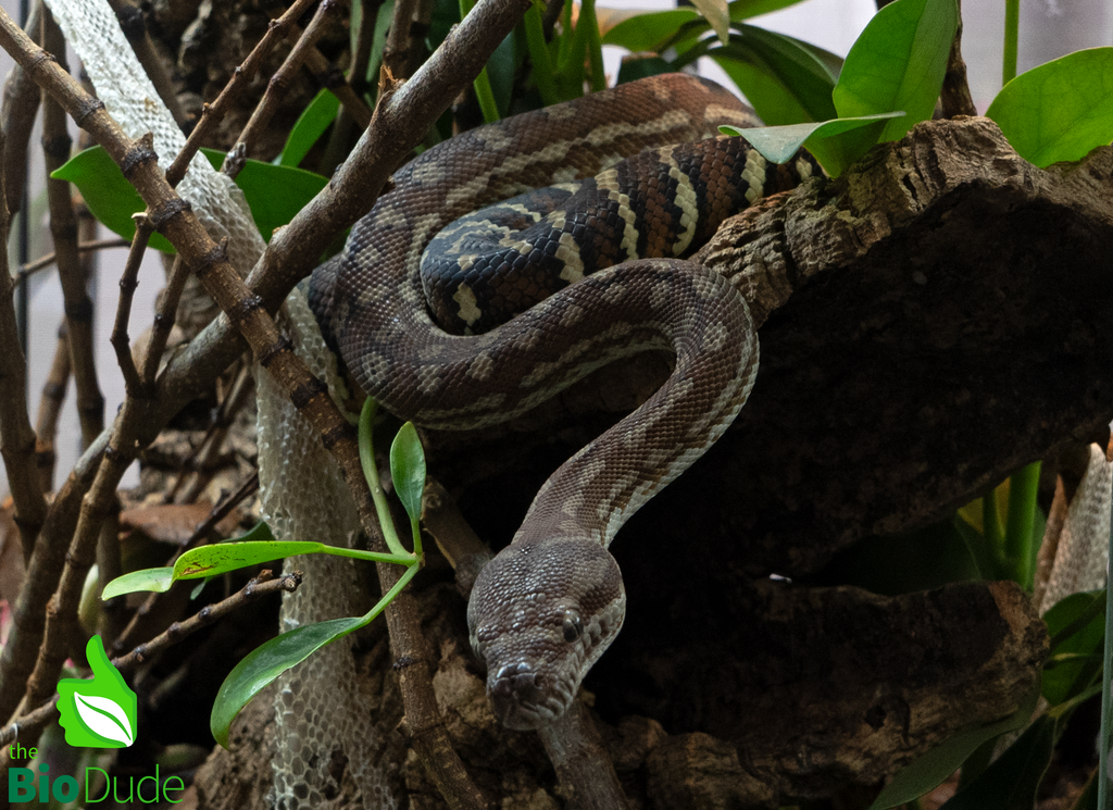 Morelia Bredli Python - Missy