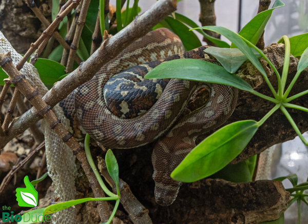 Morelia Bredli Python - Missy