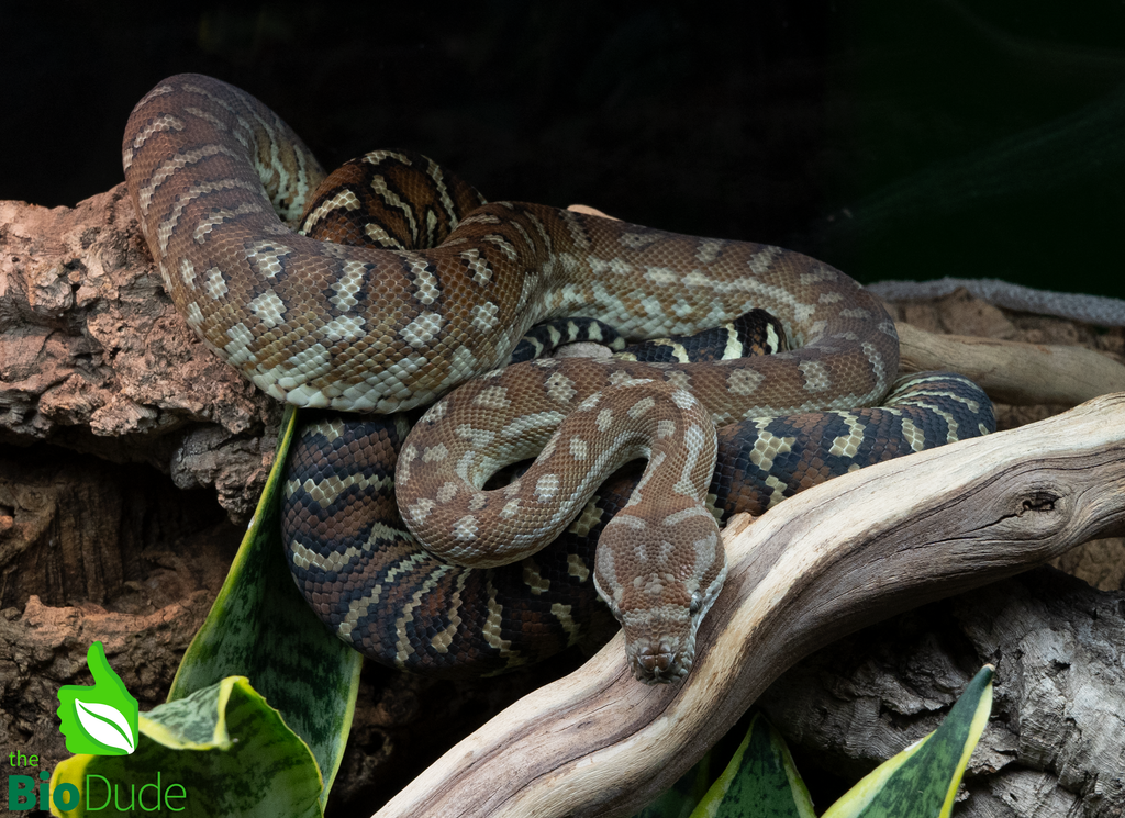 Morelia Bredli Python - Pom Pom