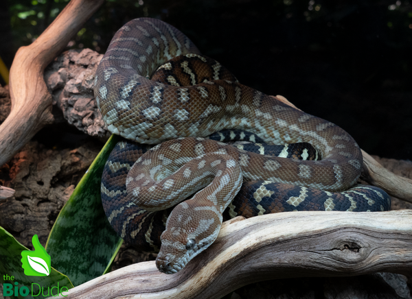 Morelia Bredli Python - Pom Pom