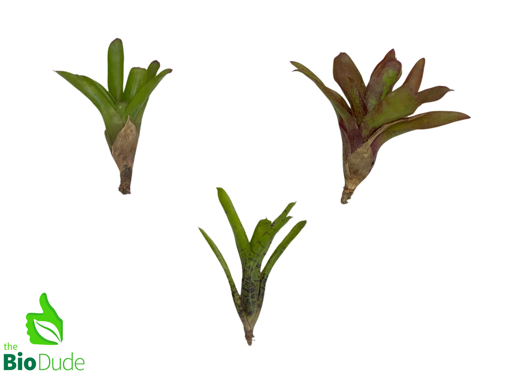 3-Count Offset Bromeliad Neoregelia Sampler Pack