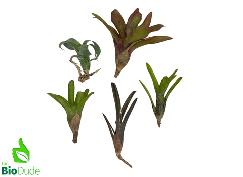 5-Count Offset Bromeliad Neoregelia Sampler Pack
