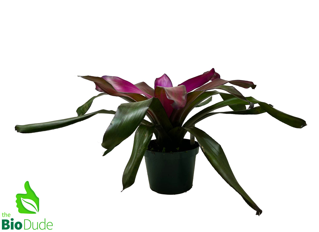 6" Pot Bromeliad-Neoregelia Voodoo Doll