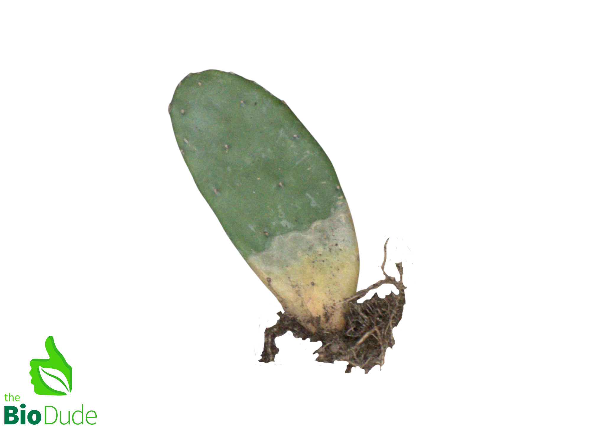 prickly pear cactus no needles Potted Prickly Pear Cactus - Opuntia Cactus