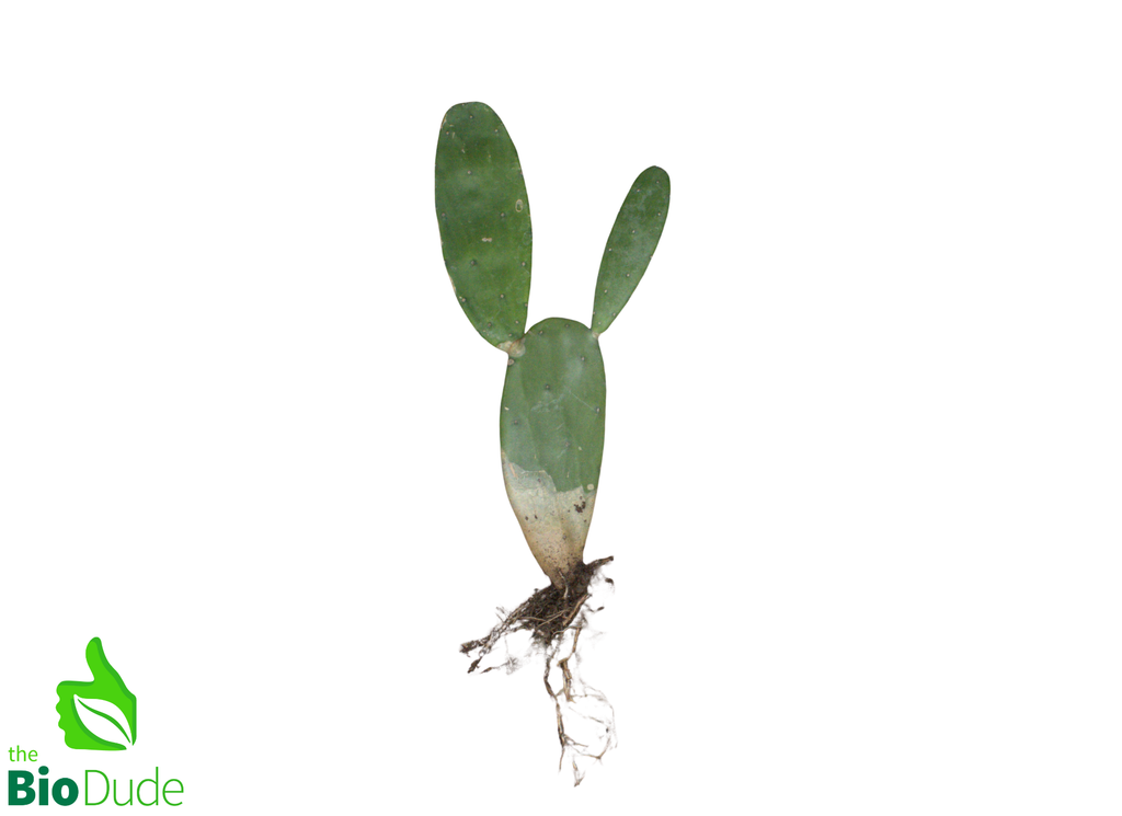 6" Pot Opuntia Cactus Prickly Pear